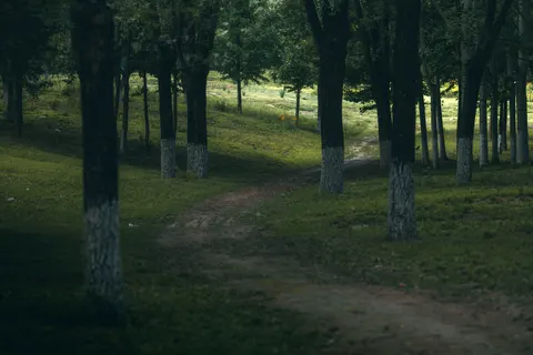 Fondo de pantalla Bosque de otoño 4K · nature · 3840×2560