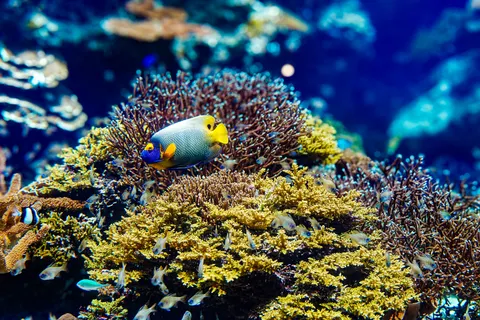 मूंगा चट्टान 4K वॉलपेपर · ocean · 3840×2560