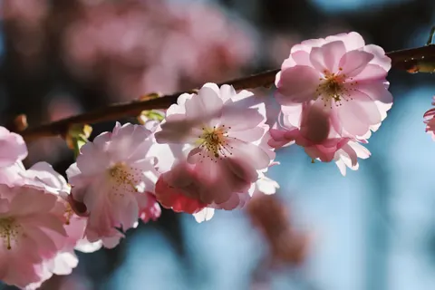 Fondo de pantalla Flor de cerezo 4K · nature · 3840×2560