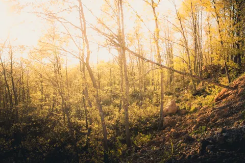 Fondo de pantalla Bosque de otoño 4K · nature · 3840×2560