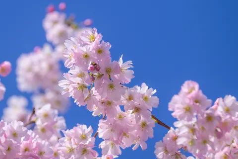 Fond d'écran Fleur de cerisier 4K · nature · 3840×2560