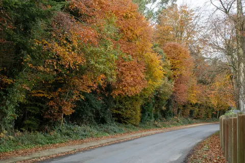 Herbstwald 4K Hintergrundbild · nature · 3840×2560