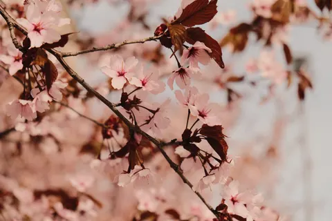 خلفية أزهار الكرز بدقة 4K · nature · 3840×2560