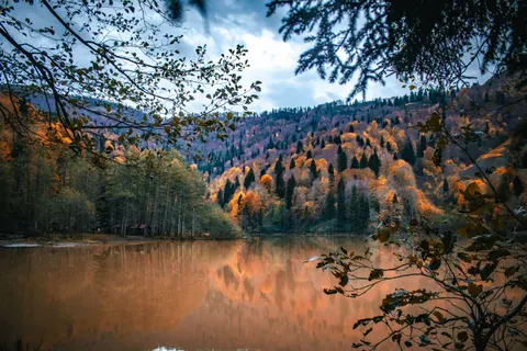 Fondo de pantalla Bosque de otoño 4K · nature · 3840×2560