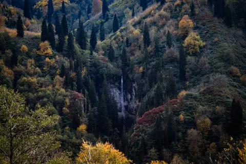 Fondo de pantalla Bosque de otoño 4K · nature · 3840×2560