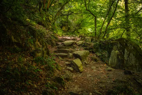 Обои Осенний лес 4K · nature · 3840×2560