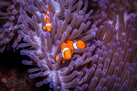 خلفية الشعاب المرجانية بدقة 4K · ocean · 3840×2563