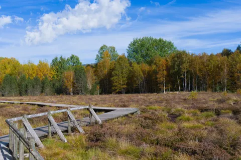 Fondo de pantalla Bosque de otoño 4K · nature · 3840×2558