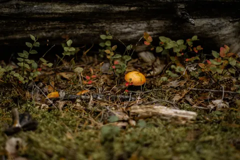 秋日森林 4K壁纸 · nature · 3840×2560
