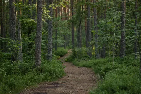 秋日森林 4K壁纸 · nature · 3840×2560