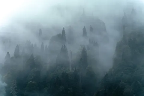 Foggy Forest 4K Wallpaper · nature · 3840×2560