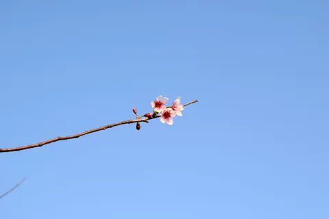 خلفية أزهار الكرز بدقة 4K · nature · 3840×2560
