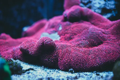 Wallpaper Terumbu Karang 4K · ocean · 3840×2560