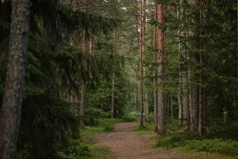 Fondo de pantalla Bosque de otoño 4K · nature · 3840×2560