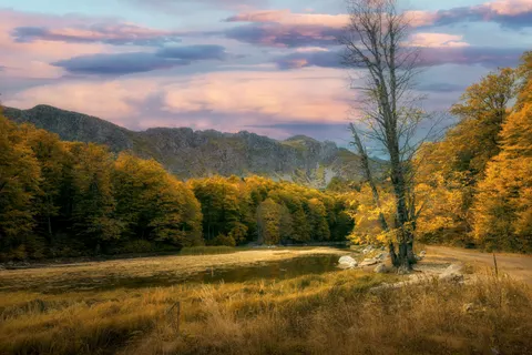 秋日森林 4K壁纸 · nature · 3840×2560