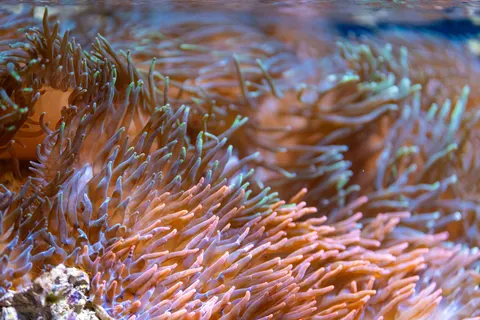 خلفية الشعاب المرجانية بدقة 4K · ocean · 3840×2560