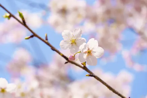 Cherry Blossom 4K Wallpaper · nature · 3840×2560