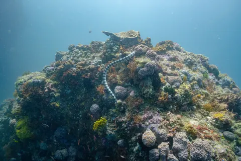Обои Коралловый риф 4K · ocean · 3840×2560