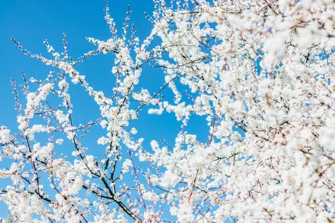 Cherry Blossom 4K Wallpaper · nature · 3840×2560