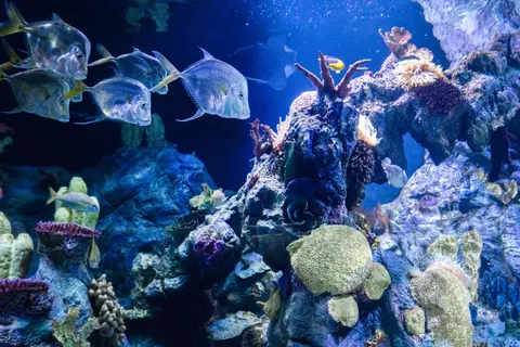 Wallpaper Terumbu Karang 4K · ocean · 3840×2563
