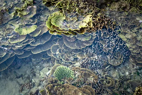 मूंगा चट्टान 4K वॉलपेपर · ocean · 3840×2561