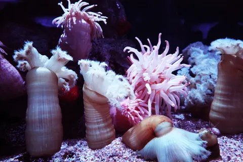 خلفية الشعاب المرجانية بدقة 4K · ocean · 3840×2560