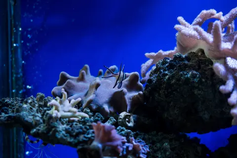 Wallpaper Terumbu Karang 4K · ocean · 3840×2560