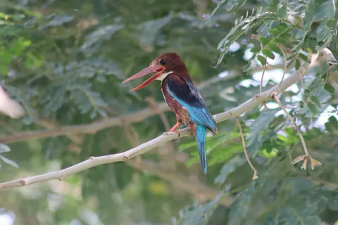 Kingfisher Bird 4K Wallpaper · birds · 3840×2560