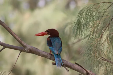 خلفية طائر الرفراف الملون بدقة 4K · birds · 3840×2560