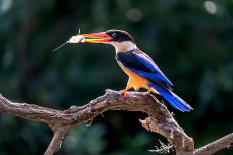 Kingfisher Bird 4K Wallpaper · birds · 3840×2560