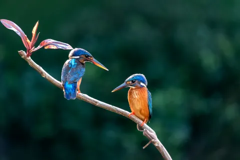 Kingfisher Bird 4K Wallpaper · birds · 3840×2560