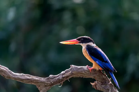 خلفية طائر الرفراف الملون بدقة 4K · birds · 3840×2560