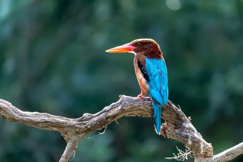 خلفية طائر الرفراف الملون بدقة 4K · birds · 3840×2560