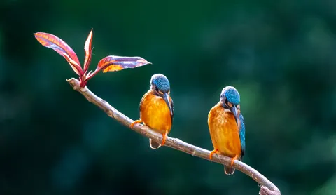 خلفية طائر الرفراف الملون بدقة 4K · birds · 3840×2227