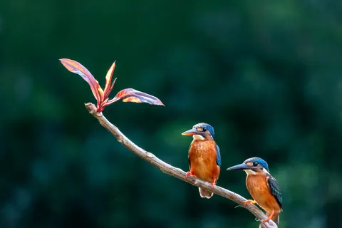 किंगफिशर पक्षी 4K वॉलपेपर · birds · 3840×2560