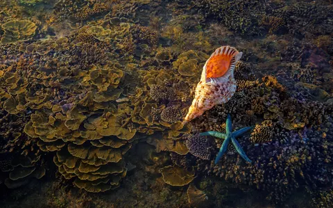 Wallpaper Terumbu Karang 4K · ocean · 3840×2407