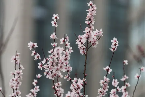 Kirschblüte 4K Hintergrundbild · nature · 3840×2560