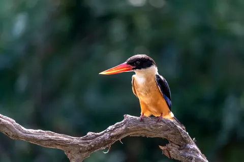 किंगफिशर पक्षी 4K वॉलपेपर · birds · 3840×2560