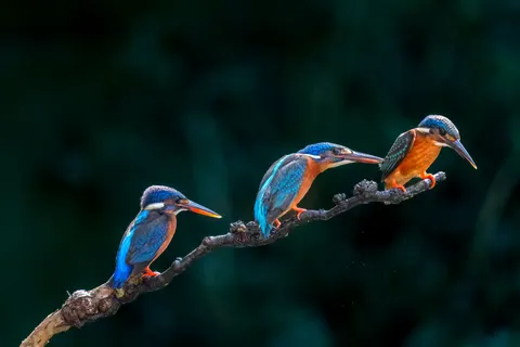 Kingfisher Bird 4K Wallpaper · birds · 3840×2560