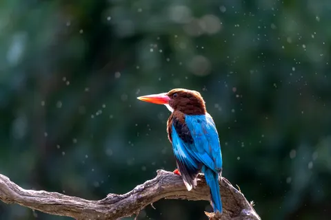 Kingfisher Bird 4K Wallpaper · birds · 3840×2560