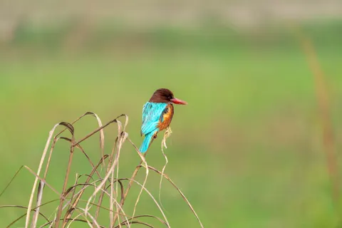 خلفية طائر الرفراف الملون بدقة 4K · birds · 3840×2560