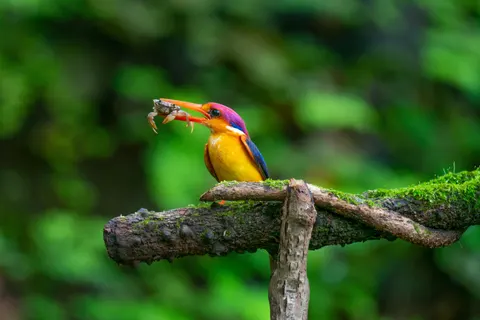 Kingfisher Bird 4K Wallpaper · birds · 3840×2560