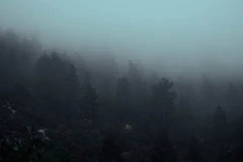 Foggy Forest 4K Wallpaper · nature · 3840×2560