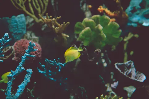मूंगा चट्टान 4K वॉलपेपर · ocean · 3840×2561