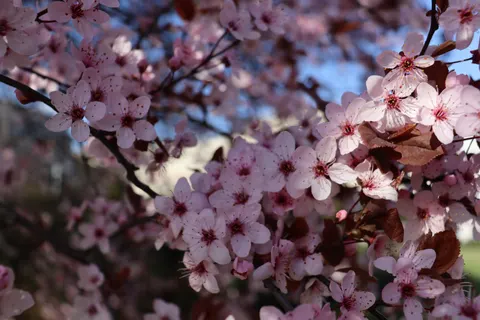 樱花 4K壁纸 · nature · 3840×2560