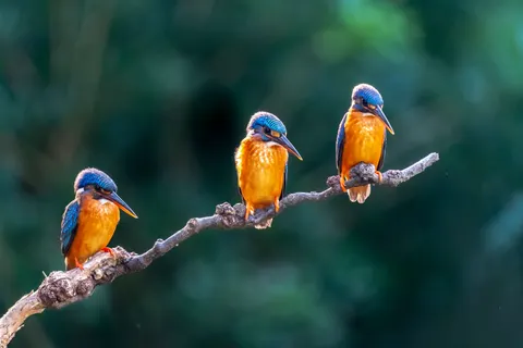 Sfondo Uccello Martin Pescatore 4K · birds · 3840×2560