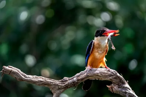 Yalıçapkını Kuşu 4K Duvar Kağıdı · birds · 3840×2560