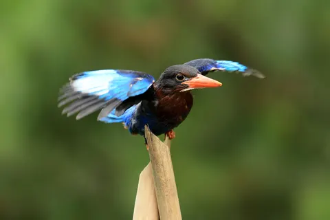 Kingfisher Bird 4K Wallpaper · birds · 3840×2560