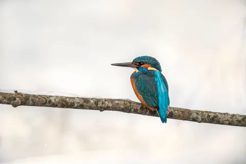 Yalıçapkını Kuşu 4K Duvar Kağıdı · birds · 3840×2560