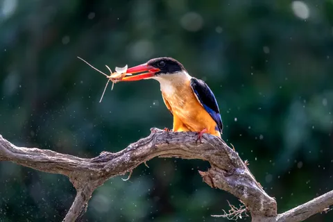 Kingfisher Bird 4K Wallpaper · birds · 3840×2560